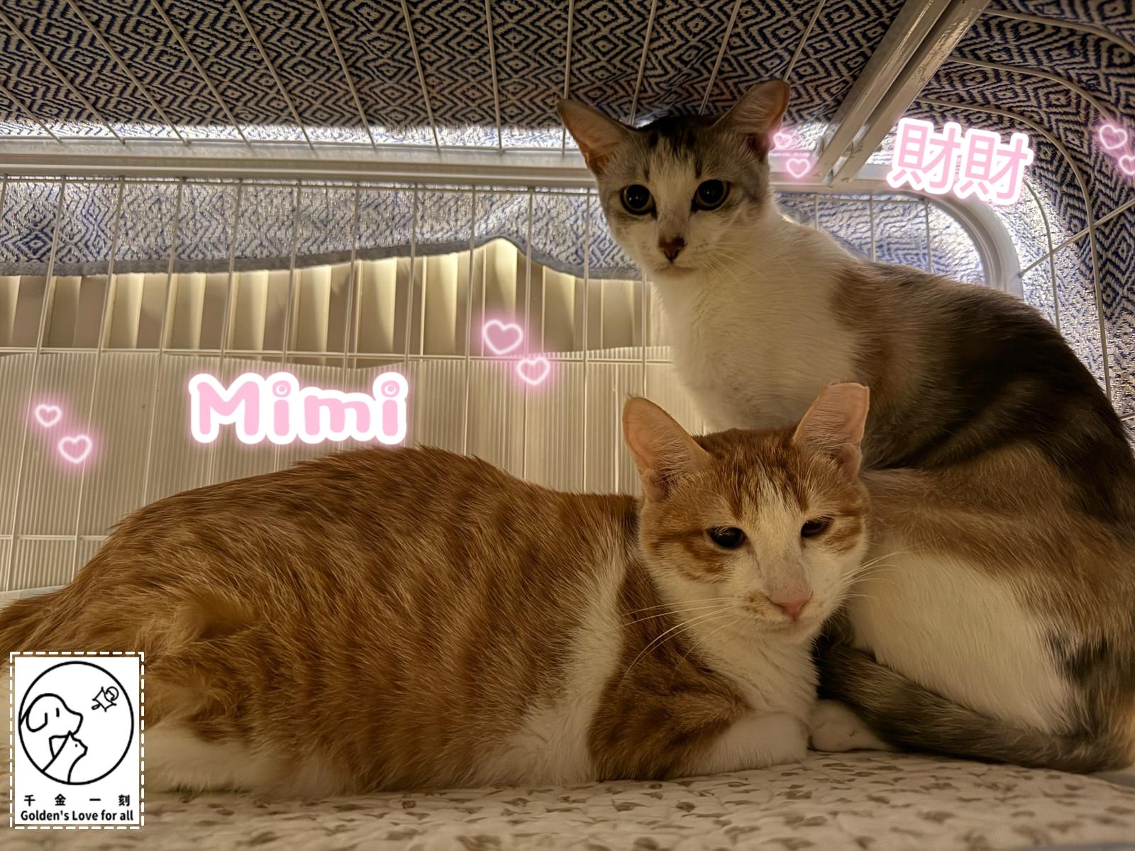財財 , Mimi